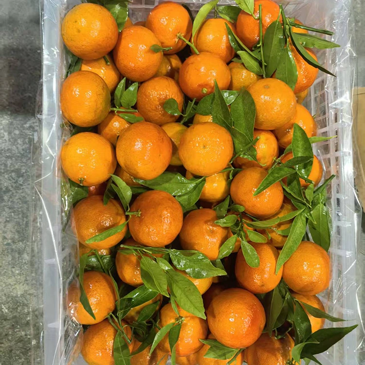 ສົດ Mashui Mandarin