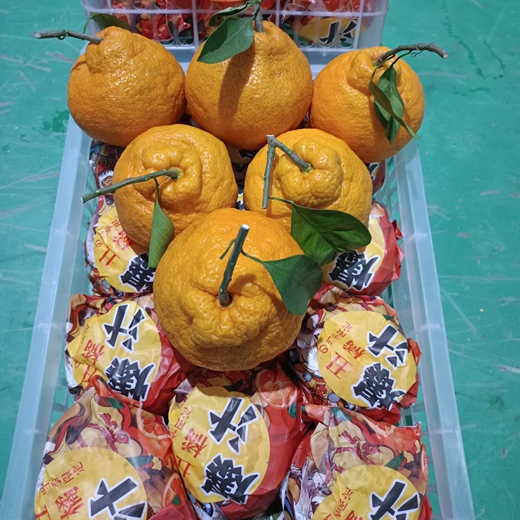 ສົດ Shiranui Mandarin