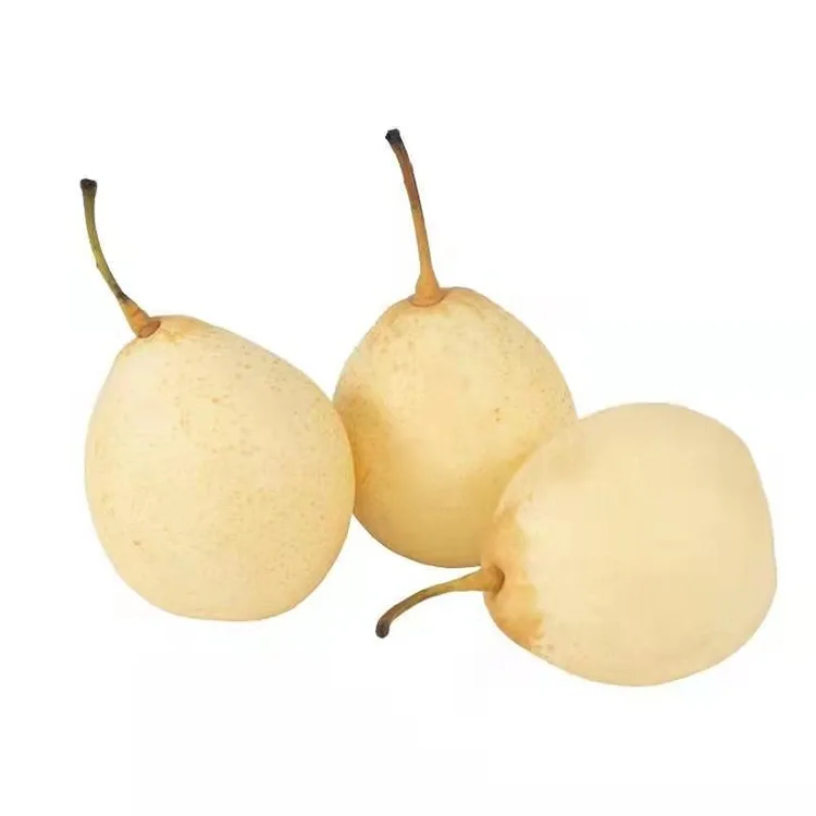 Ya Pear ເກັບກ່ຽວສົດໆ