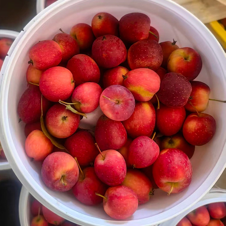 Apple Cherry ຈີນເກຣດສູງ