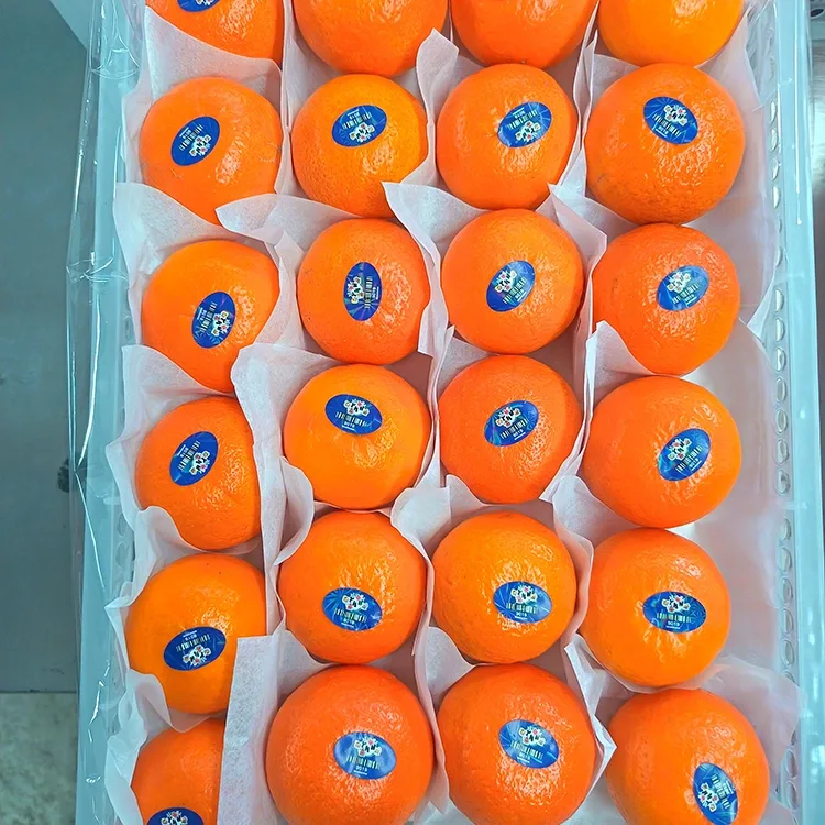 Premium Fresh Sweet Wogan Mandarins