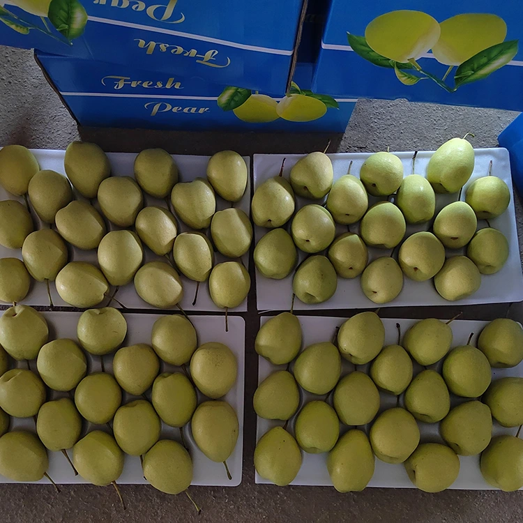 ຫວານ Shandong Pears ຕາມທໍາມະຊາດ