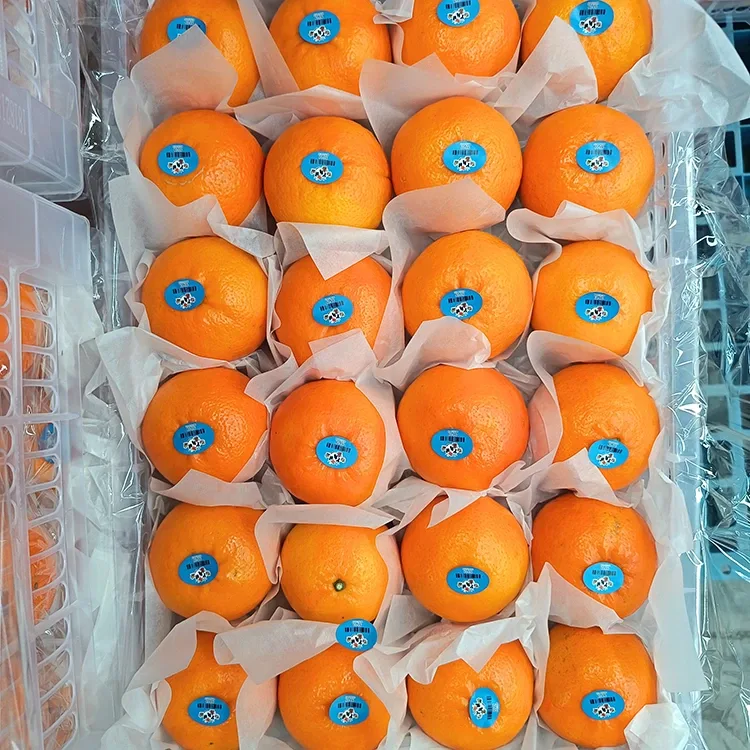 Premium Fresh Wogan Mandarins