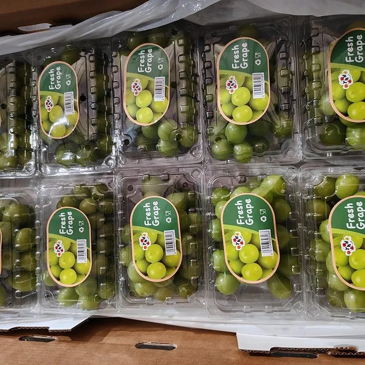 ຄັດເລືອກ Fresh Shine Muscat Grapes