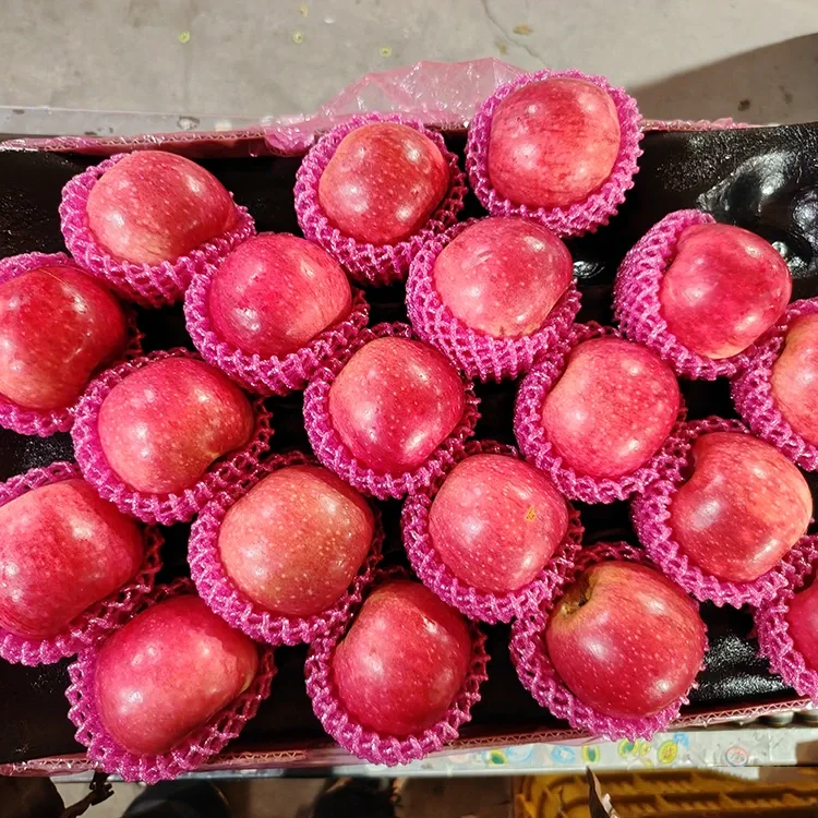 ຫມາກໂປມ Jiguan ສົດທີ່ດີເລີດ