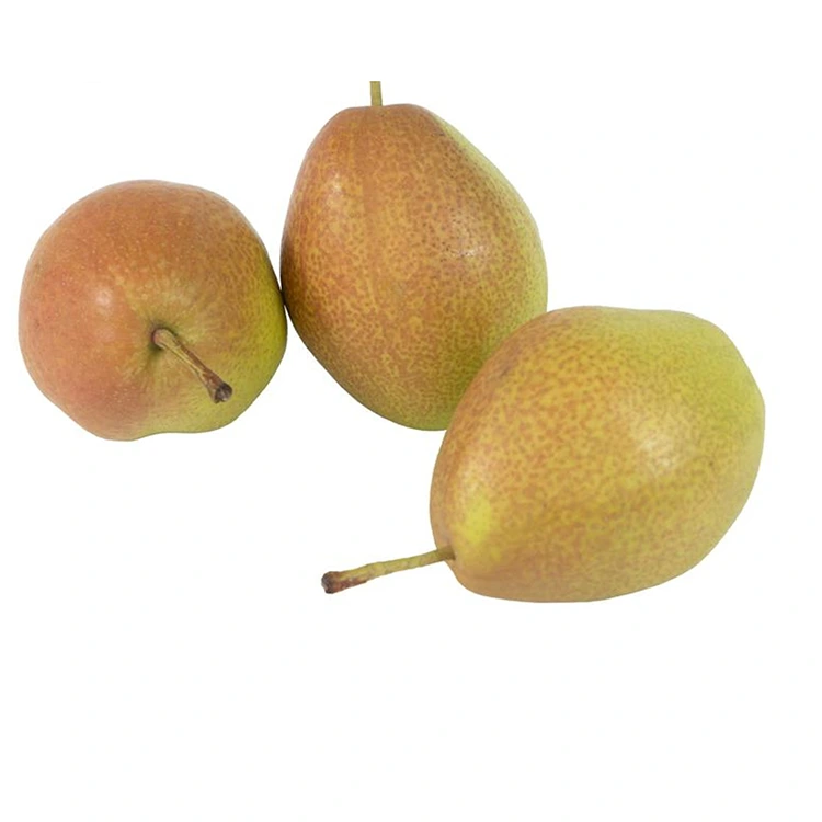 ຄຸນນະພາບດີເລີດ Hongxiangsu Pears ສົດ
